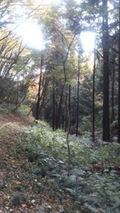 野鳥の森子ども自然公園視察２